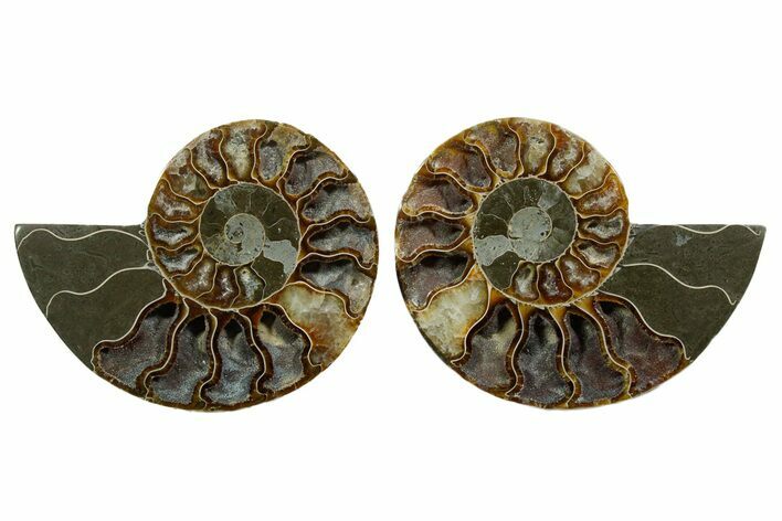 Cut & Polished, Agatized Ammonite Fossil - Madagascar #348980